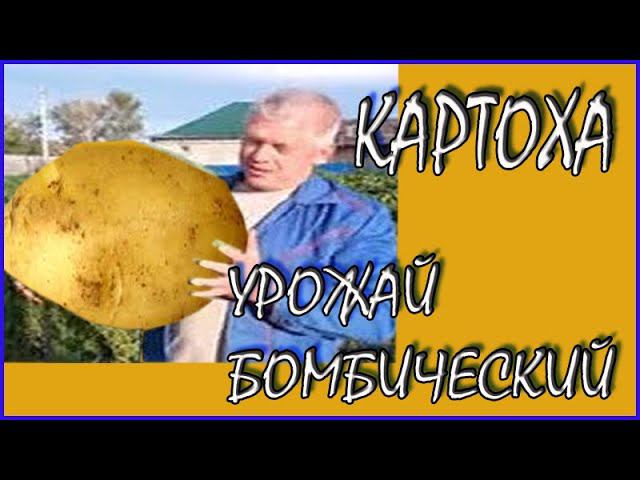 Несколько тонн картошки с трех соток Голландский способ посадки