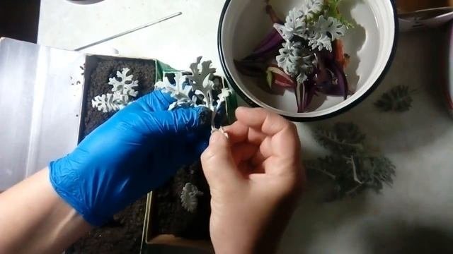 Укоренение черенков цинерарии