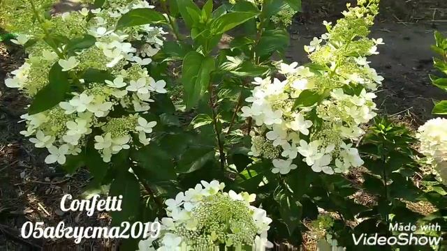 05августа2019 Карликовая Метельчатая Гортензия Confetti смотреть онлайн