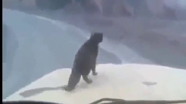 Кот дальнобойщик! смотреть онлайн