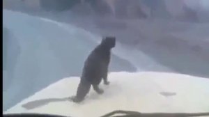 Кот дальнобойщик!