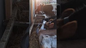 Сенаж просто огонь.