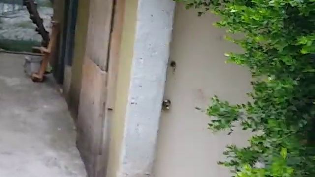 МУШМУЛА В АНТАЛИИ ПОСПЕЛА!ЗНАЧИТ ВЕСНА ПРИШЛА !СКОРО ЧЕРЕШНЯ И ВИШНЯ И ПЕРСИКИ смотреть онлайн