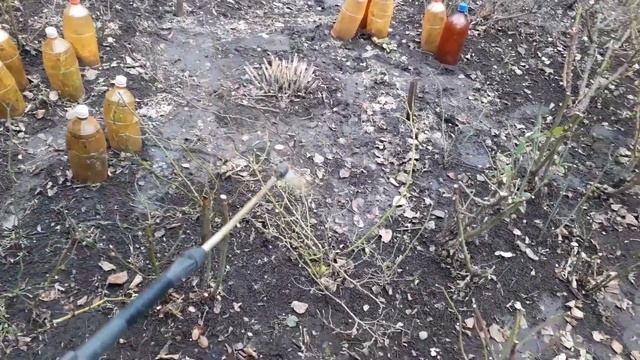 Что с РАССАДОЙ ТОМАТОВ 10 апреля? Чем обработать свой САД и РОЗЫ? Для чего нужны опавшие листья? смотреть онлайн