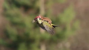 ласка летит верхом на дятлe. Дятел похоже слегка шокирован