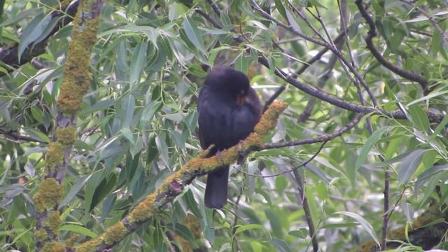Птицы Белгородской области - Чёрный дрозд 10.06.2021 смотреть онлайн
