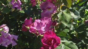 Прекрасные розы - Бельведер и Принцесса Сибилла де Люксембург!