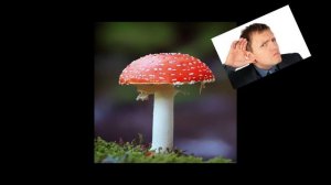 ЛЕНИН ГРИБ! ФАКТЫ! ПРАВДА!