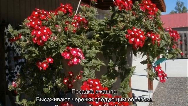 Ампельная вербена — выращивание в горшке, посадка и уход смотреть онлайн