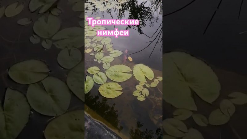 первый бутон у нимфеи