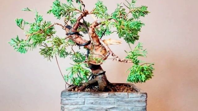 Bonsai Juniperus chinensis смотреть онлайн