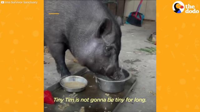 Watch What Friendship Does for a Depressed Pig | The Dodo смотреть онлайн