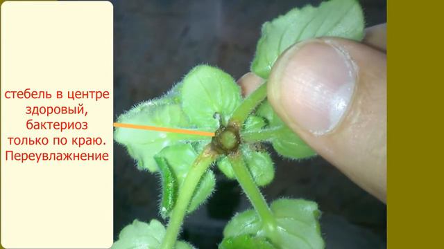 Большое спасение минифиалки. 2-я серия смотреть онлайн