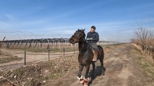 Тошкентда 2 та қорабайир от сотилади! Продаётся карабаирская порода лошадей!