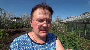 Надо ли зеленить картофель перед посадкой?