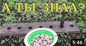 Посадка озимого ЧЕСНОКА: 6 важных правил ☝