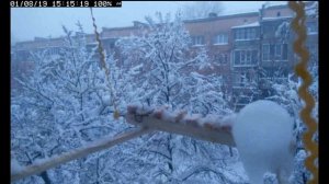 Трансляция кормушки для синичек / Live birds feeder