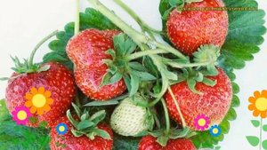 Земляника садовая Боровицкая. Краткий обзор, описание характеристик fragaria ananassa Borovitckaia