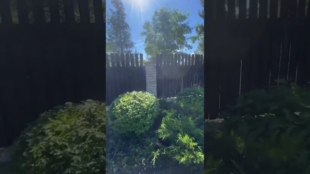 Стрижки разных форм в саду Тимур/Тарапатин смотреть онлайн