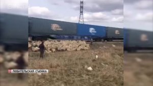 Животноводы Дагестана перегнали на зимние пастбища около 400 тыс. голов мелкорогатого скота
