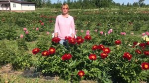 Приглашаем в наш сад на цветение пионов