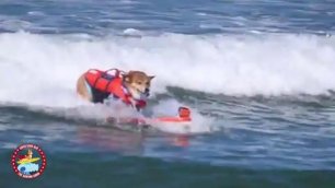 В Калифорнии прошел чемпионат по серфингу. Среди собак!