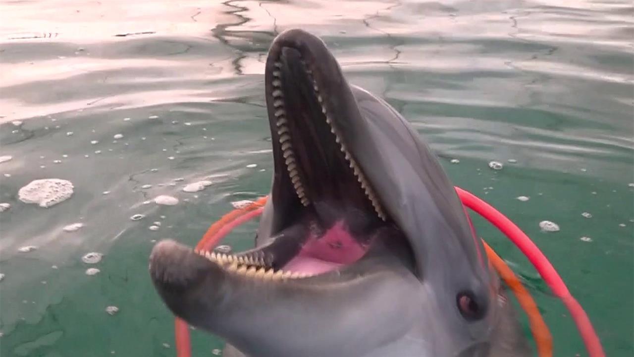 В Херсонской области сотрудники Росгвардии спасли обитателей местного дельфинария