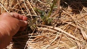 Ежевика цветёт ?Карака Блэк,Вошито,Блэк Джем.Краснодарский край.???