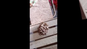 Если усыхают друзы вешенки