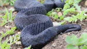 Black Adder (Vipera berus)