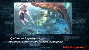 Гребнистый крокодил — крупное современное пресмыкающееся