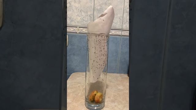 Как избавиться от мошек #лайфхак смотреть онлайн