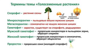Биология (факультатив). Тема урока: "Жизненный цикл семенных растений".