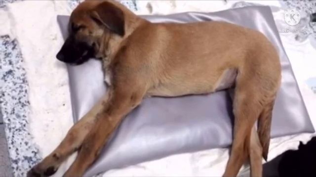 Никому ненужный щенок сидел у стены и смотрел вниз, но то, что произошло дальше просто невероятно смотреть онлайн