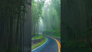 🇯🇵 Дождь в бамбуковом лесу в Японии