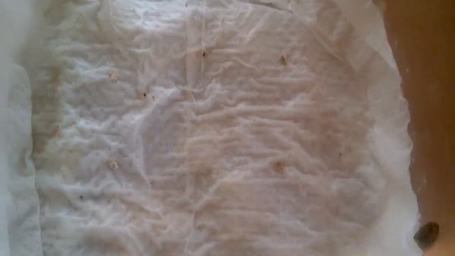 Бегония/Посев/Всходы/Пикировка/ Сезон 2022 Begonia / Sowing / Seedlings / Picking / Season 2022 смотреть онлайн