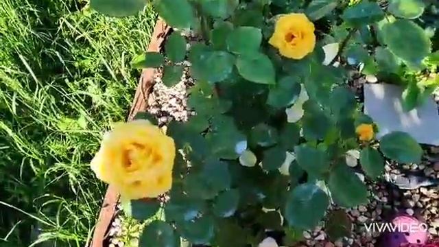 Розы обзор.Жена поэта,Чиппендейл,Боника,Канадские розы.