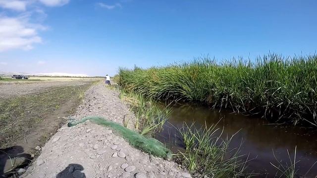 Hombre pesca y captura Grandes tilapias de laguna смотреть онлайн