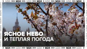 Теплая погода сохранится в столице до 1 мая - Москва 24
