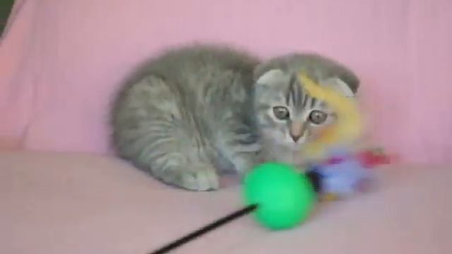 Шотландский вислоухий котик голубой табби смотреть онлайн