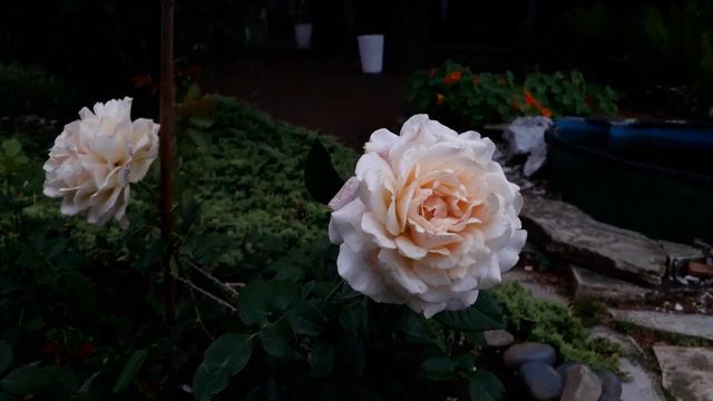 ✿➽ Роза Чандос Бьюти чайно-гибридная ??Первогодочка 2021?? смотреть онлайн