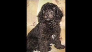 Средний пудель одна из самых умных пород собак в мире