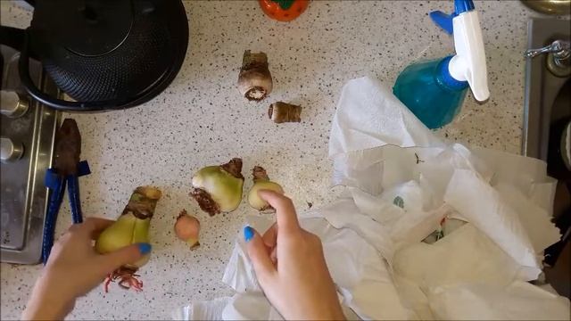 Амариллисы 04. Проверка зимовки луковиц, Проращивание первой партии.. смотреть онлайн