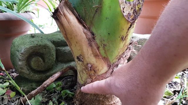 Como Reproducir Alocasia, How to reproduce alocasia, अलोकैसिया को पुन: पेश कैसे करें смотреть онлайн