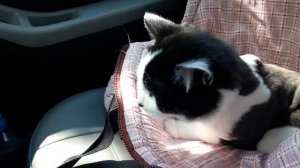 Единственный кот в мире 😂 Любит ветеринаров и клиник