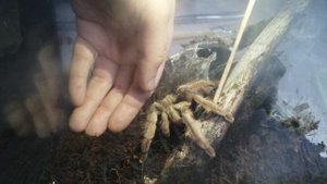 Арахниды | Приручаем птицееда Psalmopoeus pulcher (Псалмопеус пульхер).