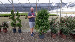 ‘Stellar Ruby’ Magnolia - Great New Plant Introduction