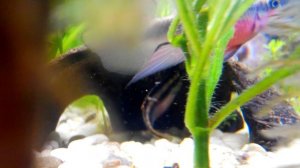 Pelvicachromis pulcher / Пельвикахромис Пульхер. Нерест.