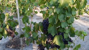 Новые ранние сорта Винограда 24.08.2023г