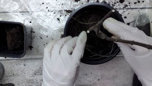 Чем ПОДКИСЛИТЬ грунт для ГОРТЕНЗИЙ/ Тепличные будни